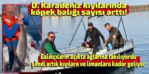 D. Karadeniz kıyılarında köpek balığı hareketliliği arttı!