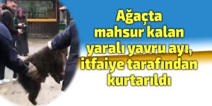 Ağaçta mahsur kalan yavru ayı, itfaiye tarafından kurtarıldı