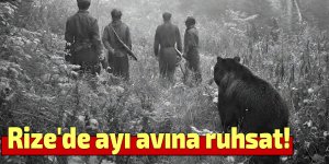 Rize'de ayı avına ruhsat!