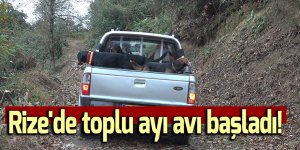 Rize'de toplu ayı avı başladı!