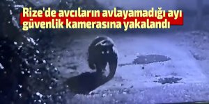 Rize'de avcıların yakalayamadığı ayı güvenlik kamerasına yakalandı
