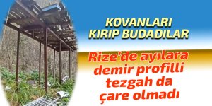 Rize’de ayılara demir profilli tezgah da çare olmadı