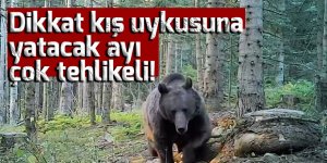 Dikkat kış uykusuna yatacak ayı çok tehlikeli!