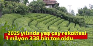 2025’te yaş çay rekoltesi 1 milyon 338 bin ton oldu