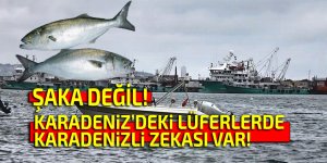 Karadeniz'deki lüferlerde Karadenizli zekası varmış!