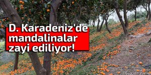 D. Karadeniz'de mandalinalar zayi ediliyor!