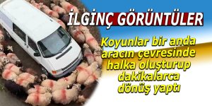 Koyun sürüsünün minibüs etrafında dakikalarca dönüşü!