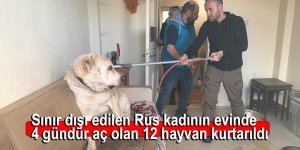 Sınır dışı edilen Rus kadının evinde 4 gündür aç olan 12 hayvan kurtarıldı