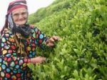 25 günde 130 bin ton çay alındı