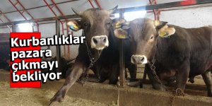 Kurbanlıklar pazara çıkmayı bekliyor
