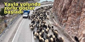 Yayla yolunda zorlu göçler başladı