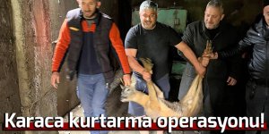 Derede mahsur kalan karaca kurtarıldı