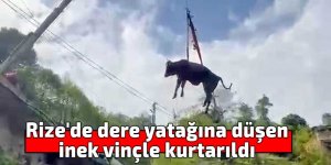 Rize'de dere yatağına düşen inek vinçle kurtarıldı