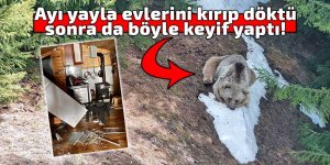 Ayı yayla evlerini kırıp döktü, keyif yaptı!