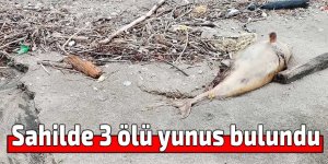 Sahilde 3 ölü yunus bulundu