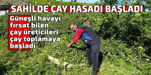 SAHİLDE ÇAY HASADI BAŞLADI