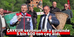ÇAYKUR sezonun ilk 3 gününde 5 bin 600 ton çay aldı