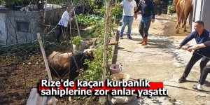 Rize'de kaçan kurbanlık sahiplerine zor anlar yaşattı
