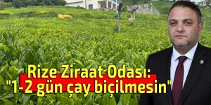 Rize Ziraat Odası: "1-2 gün çay biçilmesin"