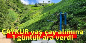 ÇAYKUR yaş çay alımına 1 günlük ara verdi