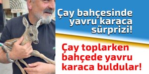 Çay toplarken bahçede yavru karaca buldular!