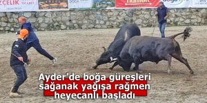 Ayder’de boğa güreşleri sağanak yağışa rağmen heyecanlı başladı