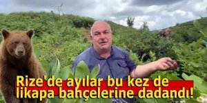 Rize'de ayılar bu kez likapa bahçelerine dadandı!
