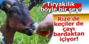 Rize'de keçiler de çayı bardaktan içiyor!