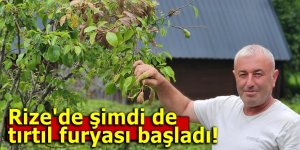 Rize'de şimdi de tırtıl furyası başladı!