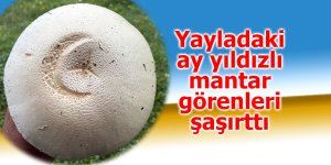 Yayladaki ay yıldızlı mantar görenleri şaşırttı