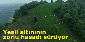 Karadeniz'in yeşil altınında zorlu hasat sürüyor