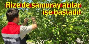Rize'de samuray arılar işe başladı!