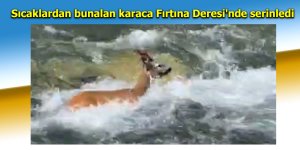 Sıcaklardan bunalan karaca Fırtına Deresi'nde serinledi