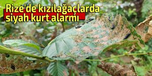 Rize'de kızılağaçlarda siyah kurt alarmı
