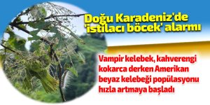 Doğu Karadeniz'de 'istilacı böcek' alarmı