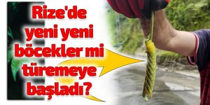 Rize'de yeni yeni böcekler mi türüyor!