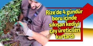 Rize'de 4 gündür boru içinde sıkışan kediyi çay üreticileri kurtardı