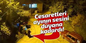 Cesaretleri ayının sesini duyana kadardı