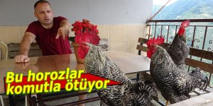 Bu horozlar komutla ötüyor