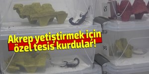 Akrep yetiştirmek için özel tesis kurdular!