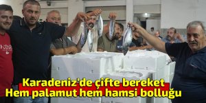 Karadeniz'de çifte bereket: Hem palamut hem hamsi bolluğu