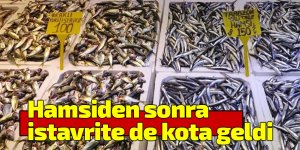 Hamsiden sonra istavrite de kota geldi