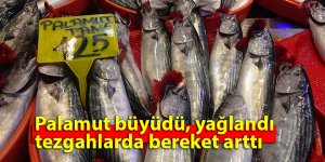 Palamut büyüdü, yağlandı, tezgahlarda bereket arttı