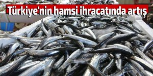 Türkiye'nin hamsi ihracatında artış