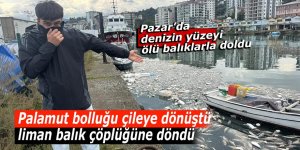 Palamut bolluğu çileye dönüştü, liman balık çöplüğüne döndü