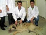Köpeği ameliyat ederek kurtardılar