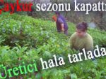 Üreticinin çayı hala bitmedi
