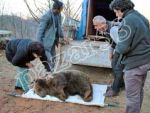 Ve devlet, ayısını hatırladı!