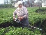 60 yaşında motorla çay kesiyor